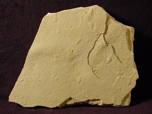 Leptolepides sprattiformis (BLAINVILLE 1818) - Bild © FossNet FossilienStore